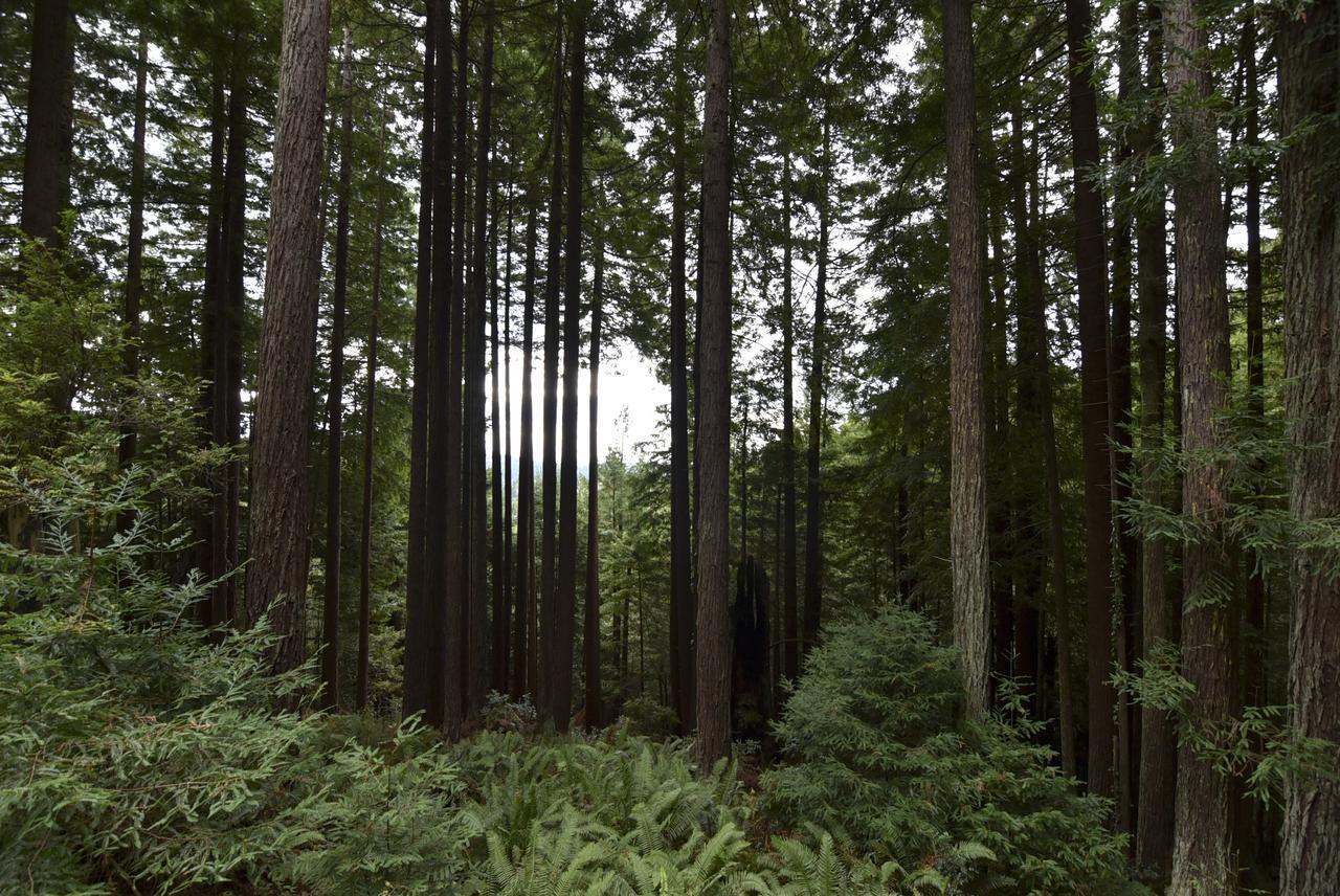 ארקטה Serene Redwood Retreat מראה חיצוני תמונה